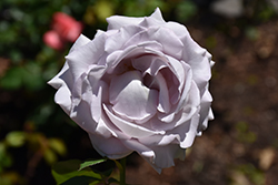 Stainless Steel Rose (Rosa 'WEKblusi') at Lakeshore Garden Centres