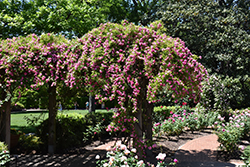 Climbing Pinkie Rose (Rosa 'Climbing Pinkie') at Lakeshore Garden Centres