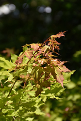 Super Dragon Purpleblow Maple (Acer truncatum 'Super Dragon') at Lakeshore Garden Centres