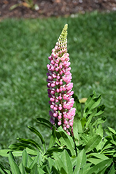 Lupini Pink Shades Lupine (Lupinus polyphyllus 'Lupini Pink Shades') at Lakeshore Garden Centres