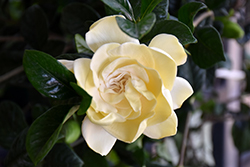 First Love Gardenia (Gardenia jasminoides 'Aimee') at Lakeshore Garden Centres