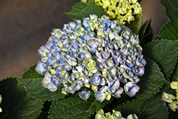 Magical Revolution Blue Hydrangea (Hydrangea macrophylla 'Revolution Blue') at Lakeshore Garden Centres