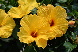 Tahiti Wind Hibiscus (Hibiscus rosa-sinensis 'Tahiti Wind') at Lakeshore Garden Centres