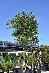 Shadow's Female Yaupon Holly (Ilex vomitoria 'Shadow's Female') at Lakeshore Garden Centres