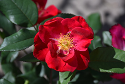 Top Gun Rose (Rosa 'WEKmoridahor') at Lakeshore Garden Centres