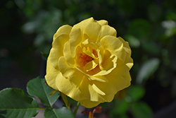 Sol Desire Rose (Rosa 'TEXsolde') at Lakeshore Garden Centres