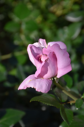 Le Petit Prince Rose (Rosa 'DELgramau') at Lakeshore Garden Centres