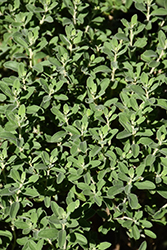 Green Cloud Texas Sage (Leucophyllum frutescens 'Green Cloud') at Lakeshore Garden Centres