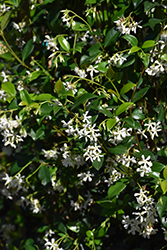 Madison Star-Jasmine (Trachelospermum jasminoides 'Madison') at Lakeshore Garden Centres