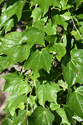 Green Showers Boston Ivy (Parthenocissus tricuspidata 'Green Showers') at Lakeshore Garden Centres