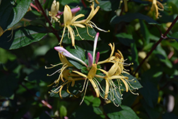 Purple-Leaf Japanese Honeysuckle (Lonicera japonica 'Purpurea') at Lakeshore Garden Centres