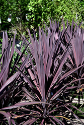 Bauer's Cordyline (Cordyline 'Baueri') at Lakeshore Garden Centres