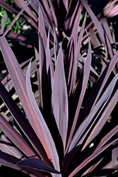 Bauer's Cordyline (Cordyline 'Baueri') at Lakeshore Garden Centres