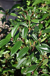 Moonlit Lace Viburnum (Viburnum 'sPg-3-024') at Lakeshore Garden Centres