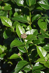 Shades Of Pink Viburnum (Viburnum tinus 'Lisarose') at Lakeshore Garden Centres