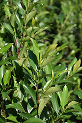 Bright 'N Tight Carolina Laurel (Prunus caroliniana 'Monus') at Lakeshore Garden Centres