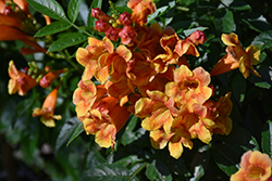 Sparklette Esperanza (Tecoma stans 'Sparklette') at Lakeshore Garden Centres