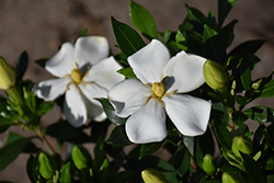 Sweetheart Gardenia (Gardenia jasminoides 'PS-2013-3') at Lakeshore Garden Centres