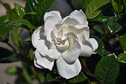 Crown Jewel Gardenia (Gardenia jasminoides 'Crown Jewel') at Lakeshore Garden Centres