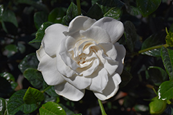 Summer Snow Gardenia (Gardenia jasminoides 'BAB 1183') at Lakeshore Garden Centres