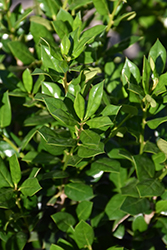 Needlepoint Chinese Holly (Ilex cornuta 'Needlepoint') at Lakeshore Garden Centres