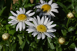 Angel Daisy (Leucanthemum x superbum 'Angel Daisy') at Lakeshore Garden Centres