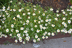 Blackfoot Daisy (Melampodium leucanthum) at Lakeshore Garden Centres