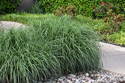 Lindheimer's Muhly (Muhlenbergia lindheimeri) at Lakeshore Garden Centres