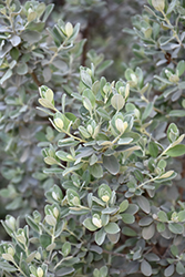 Texas Sage (Leucophyllum frutescens) at Lakeshore Garden Centres