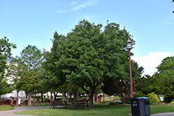 Lacey Oak (Quercus laceyi) at Lakeshore Garden Centres