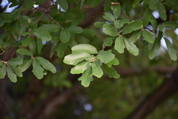Lacey Oak (Quercus laceyi) at Lakeshore Garden Centres