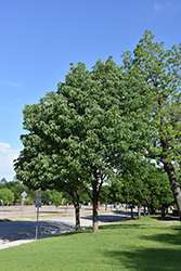 White Ash (Fraxinus americana) at Lakeshore Garden Centres
