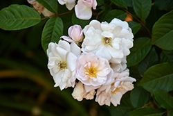 Marie Pavie Rose (Rosa 'Marie Pavie') at Lakeshore Garden Centres