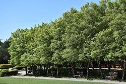 Savannah Holly (Ilex x attenuata 'Savannah') at Lakeshore Garden Centres