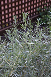 Four-wing Saltbush (Atriplex canescens) at Lakeshore Garden Centres