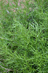 Skeleton-leaf Goldeneye (Viguiera stenoloba) at Lakeshore Garden Centres