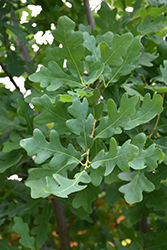 Scarlet Letter Oak (Quercus 'Scarlet Letter') at Lakeshore Garden Centres