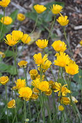 Angelita Daisy (Tetraneuris acaulis) at Lakeshore Garden Centres
