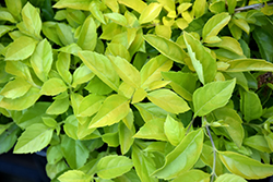 Cuban Gold Duranta (Duranta erecta 'Goldii') at Lakeshore Garden Centres