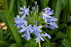 Ever Star Agapanthus (Agapanthus 'AMDB002') at Lakeshore Garden Centres