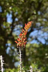 Mexican Tree Ocotillo (Fouquieria macdougalii) at Lakeshore Garden Centres