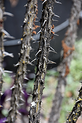 Mexican Tree Ocotillo (Fouquieria macdougalii) at Lakeshore Garden Centres