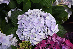 Blue Sky Hydrangea (Hydrangea macrophylla 'Blaumeise') at Lakeshore Garden Centres