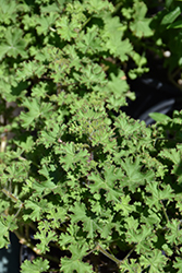 Lemon Scented Geranium (Pelargonium crispum 'Lemona') at Lakeshore Garden Centres