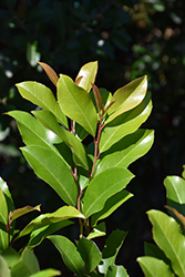 Center Court Cherry Laurel (Prunus caroliniana 'GRECCT') at Lakeshore Garden Centres