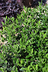 Little Ollie&reg Dwarf Olive (Olea europaea 'Montra') at Lakeshore Garden Centres