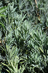Breede River Yellowwood (Podocarpus elongatus) at Lakeshore Garden Centres