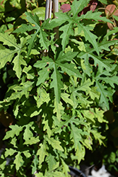 Alamo Vine (Ipomoea sinuata) at Lakeshore Garden Centres