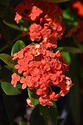 Maui Ixora (Ixora 'Maui') at Lakeshore Garden Centres