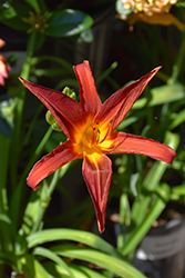 Ming Toy Daylily (Hemerocallis 'Ming Toy') at Lakeshore Garden Centres